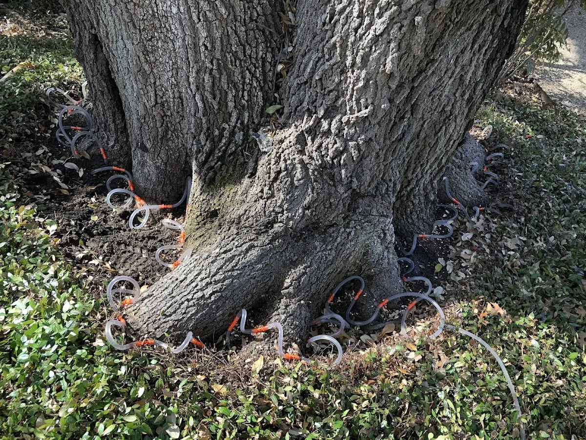 Detailed Tree Cabling and Bracing job site in Rocky Ridge