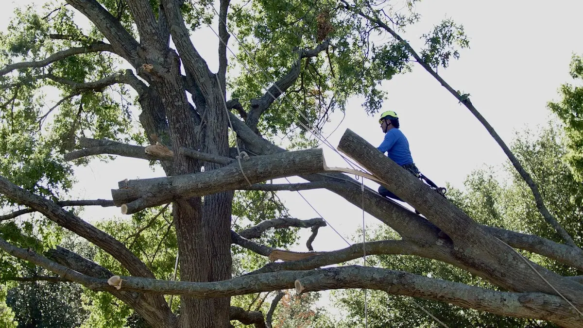 Professional Crown Thinning performed by certified arborists in Rocky Ridge